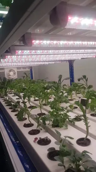 High Power Full Spectrum Vegetable Plants Grows Greenhouse 200W 400W Hang DIY LED Best Indoor Grow Lights