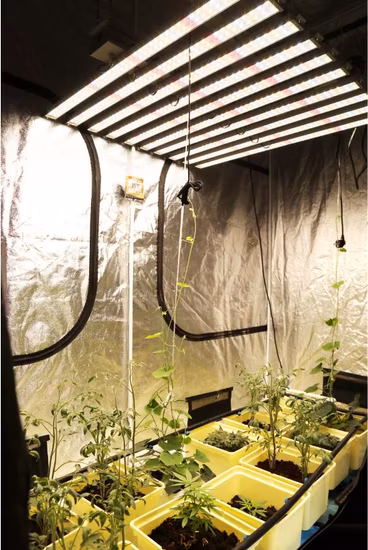 Shenzhen Manufacture 50W/75W/80W/100W/150W/300W/400W/450W/500W/600W/650W/700W/800W/900W/1000W/1200W/1500W COB/SMD LED Plant Grow Lights for Sale